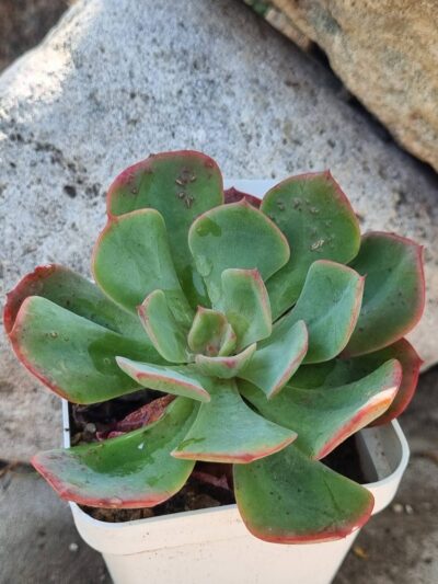 Echeveria Briar Rose - Зображення 2