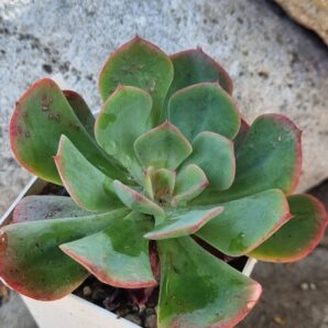 Echeveria Briar Rose