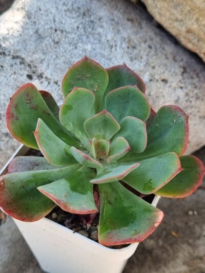 Echeveria Briar Rose