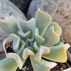 Echeveria Runyonii Topsy Turvy