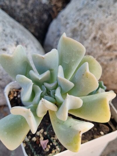 Echeveria Runyonii Topsy Turvy