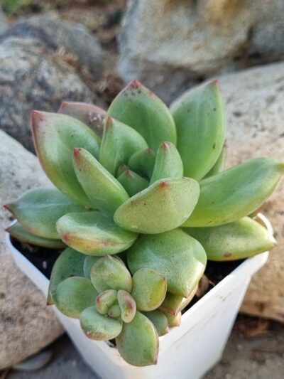 Echeveria agavoides hybrid