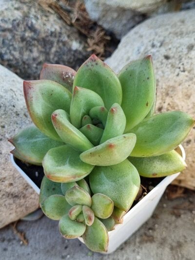 Echeveria agavoides hybrid - Зображення 2