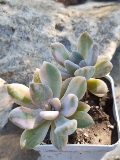 Graptophytum Supreme var