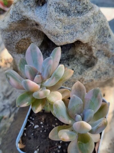 Graptophytum Supreme var - Зображення 2