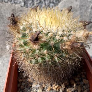 Parodia microsperma