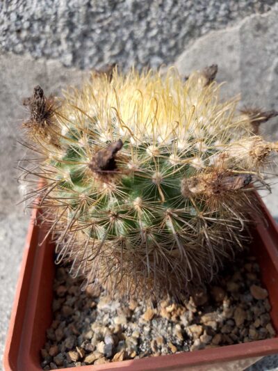 Parodia microsperma