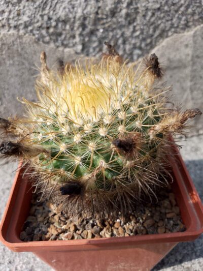 Parodia microsperma - Зображення 2