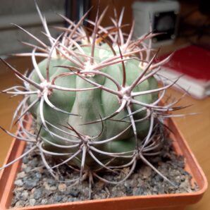 Denmoza rhodacanta