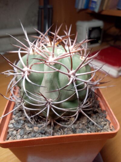 Denmoza rhodacanta