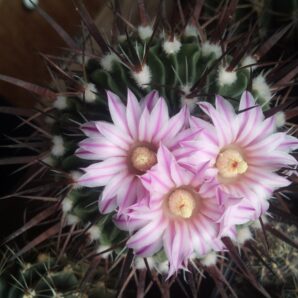 насіння Echinofossulocactus crispatus