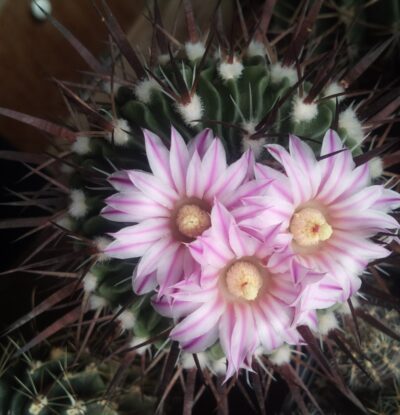 насіння Echinofossulocactus crispatus