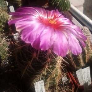 Насіння Thelocactus bicolor