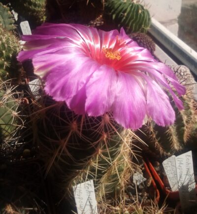 Насіння Thelocactus bicolor