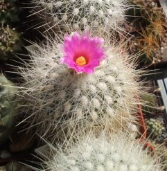 насіння Thelocactus macdowellii