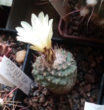 насіння Strombocactus disciformis
