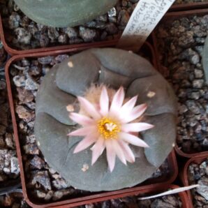 насіння Lophophora fricii, Habermann, Viesca Coah.