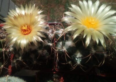 Насіння Coryphantha bumamma