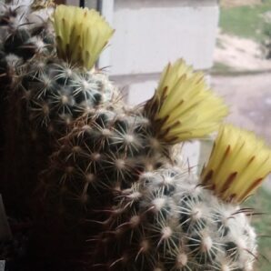Насіння Coryphantha cornifera