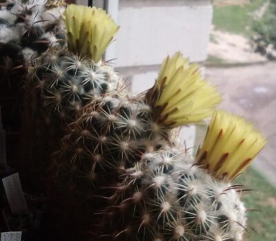Насіння Coryphantha cornifera