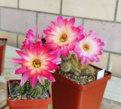 Chamaecereus hybrid Pan17.4.08 - Зображення 3