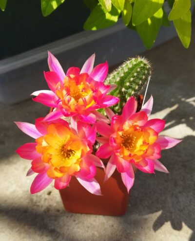 Chamaecereus hybrid Anubi Pan17.8.45 - Зображення 2