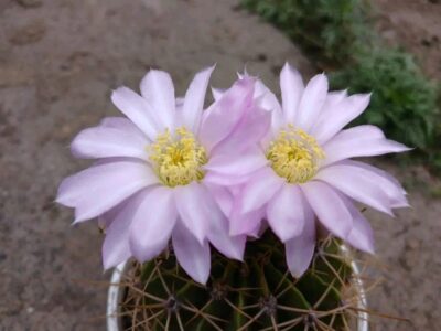 Acanthocalycium violaceum P 204