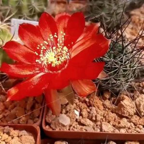Lobivia haematantha ZJ 229.