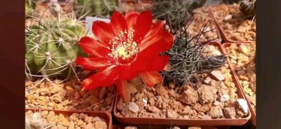Lobivia haematantha ZJ 229.