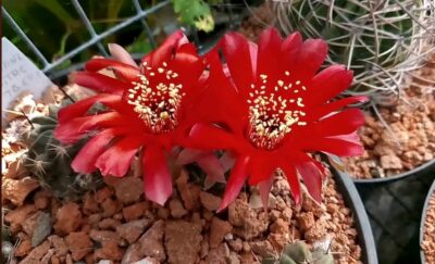 Lobivia pugionacantha v.salitrensis TB 64.1