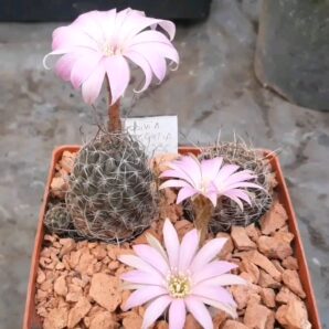 Lobivia wrightiana R 396