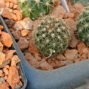 Lobivia haematantha LT 316