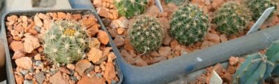 Lobivia haematantha LT 316