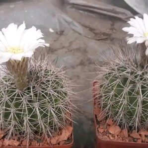 Acanthocalycium spiniflorum P 120