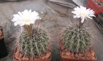 Acanthocalycium spiniflorum P 120