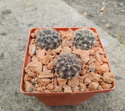 Lobivia haematantha v.chorrillosensis MN 114 - Зображення 3