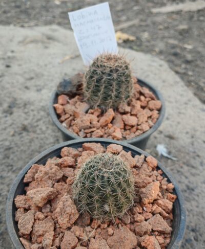 Lobivia haematantha ZJ 47 - Зображення 4