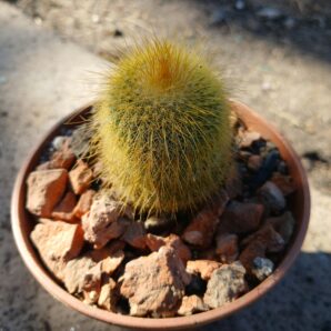 Eriocactus leninghausii