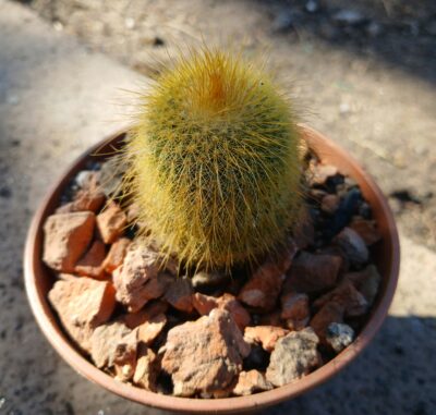 Eriocactus leninghausii