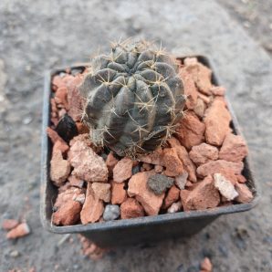 Lobivia acchaensis LK 014