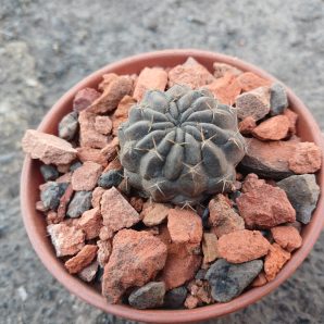 Lobivia acchaensis LK 014