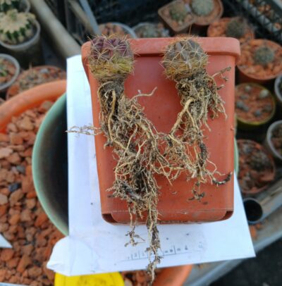 Lobivia acchaensis LK 047 - Зображення 2
