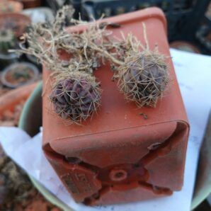 Lobivia acchaensis LK 047