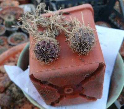 Lobivia acchaensis LK 047