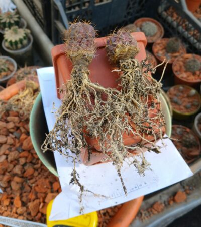 Lobivia acchaensis LK 047 - Зображення 2