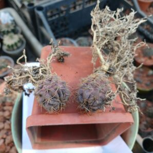 Lobivia acchaensis LK 047