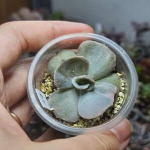Echeveria Lilacina Monstrosa