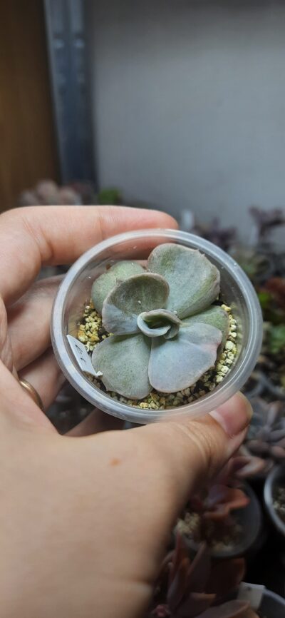 Echeveria Lilacina Monstrosa