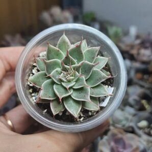 Graptopetalum Silver Star