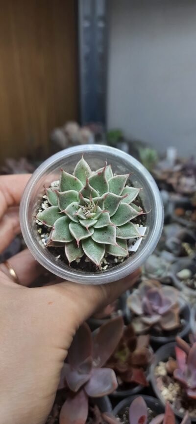 Graptopetalum Silver Star